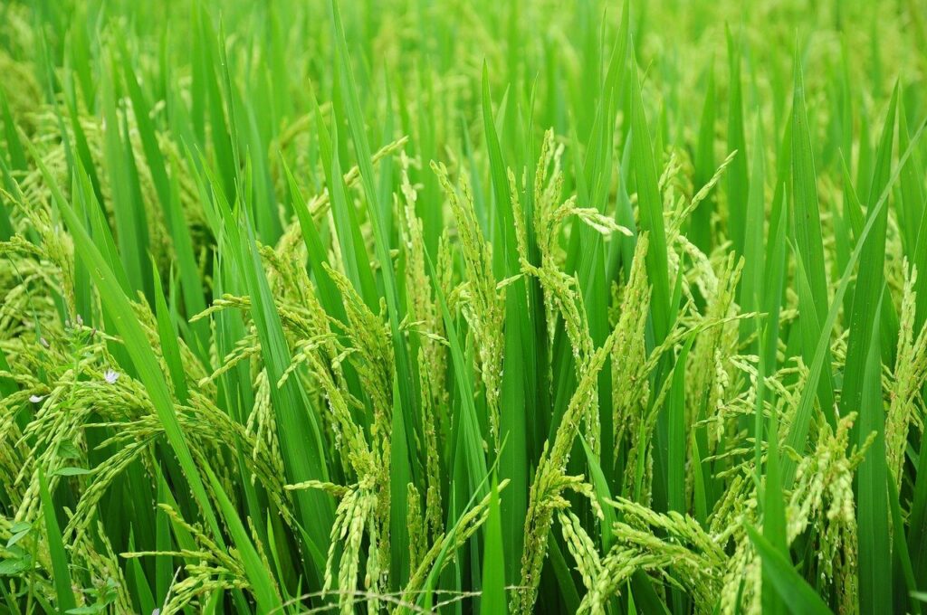 お米の稲の画像