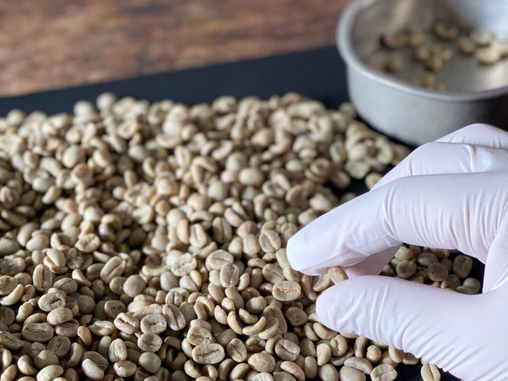 コーヒーの生豆のハンドピック画像