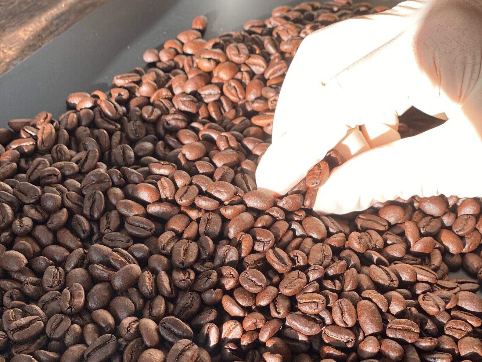 コーヒー豆をハンドピックしている画像