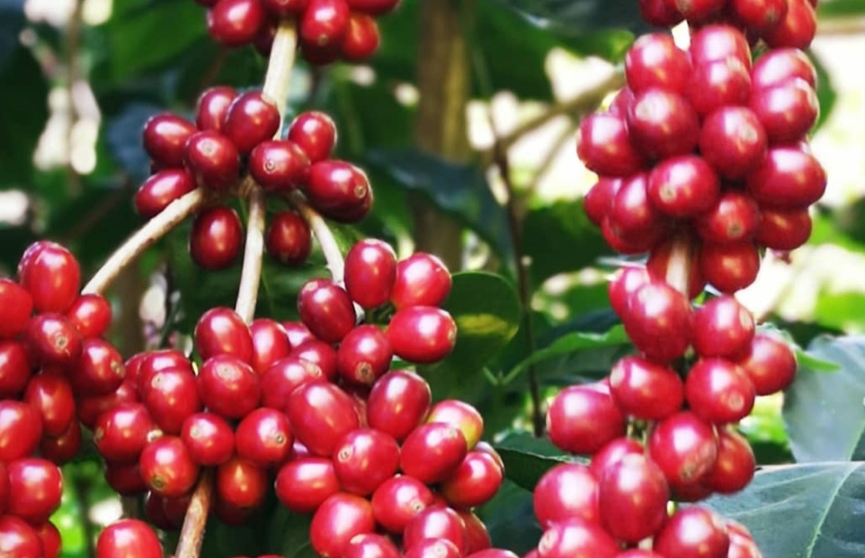 パナマ・ゲイシャ種のコーヒーの実の画像