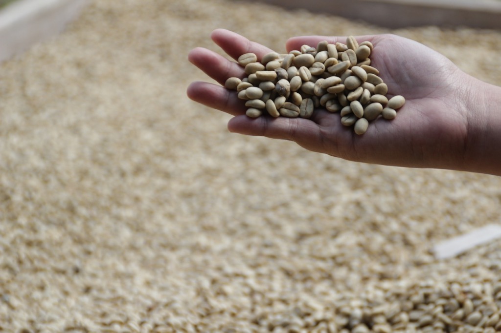 コーヒー生豆の画像