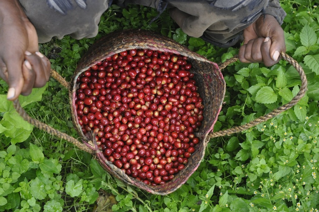 コーヒーチェリーの収穫の画像