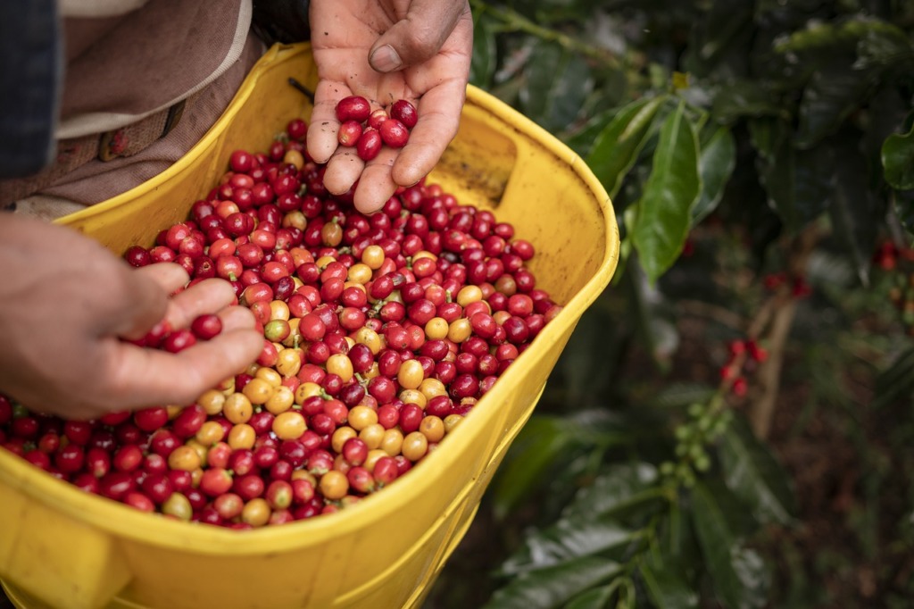 コーヒーの収穫時の画像