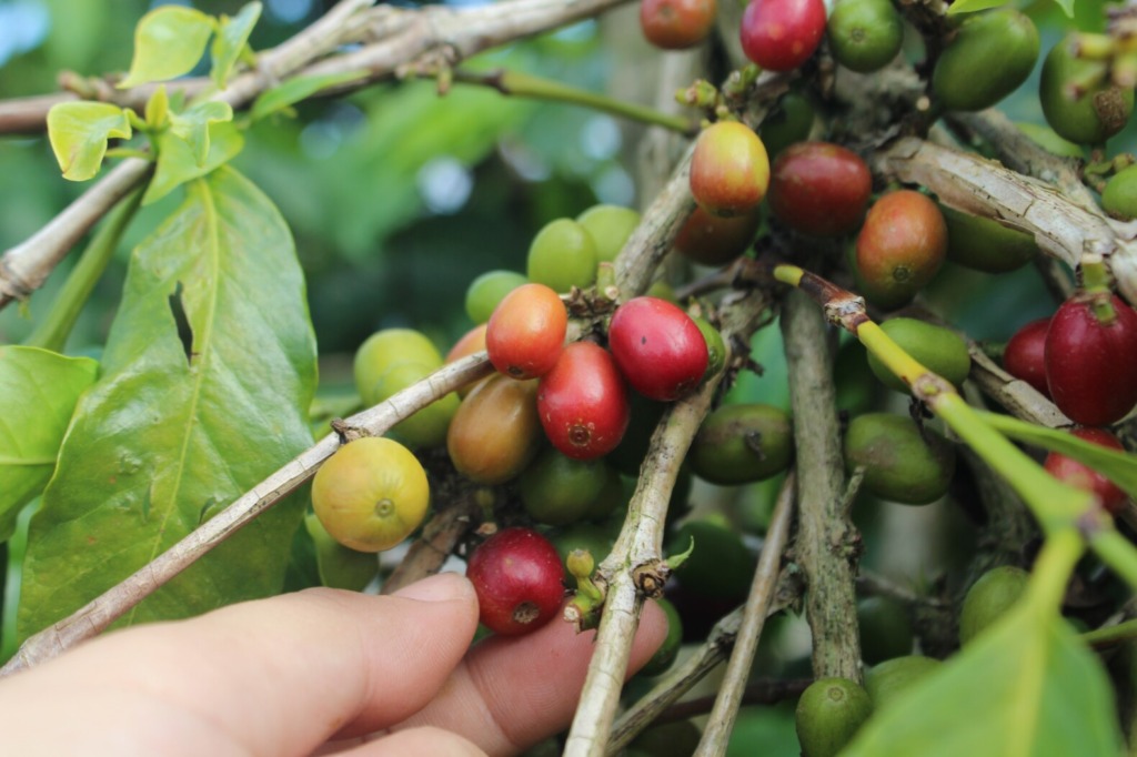 コーヒーチェリーを収穫する画像