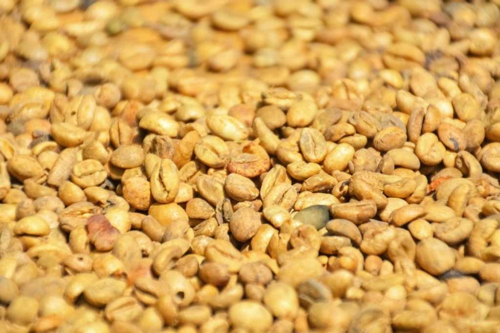 コーヒーの生豆の画像